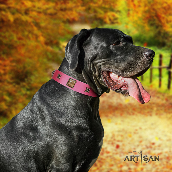 Great Dane daily walking full grain leather collar with decorations for your canine