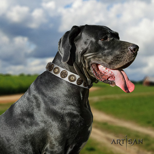 Great Dane daily use genuine leather collar for your stylish pet