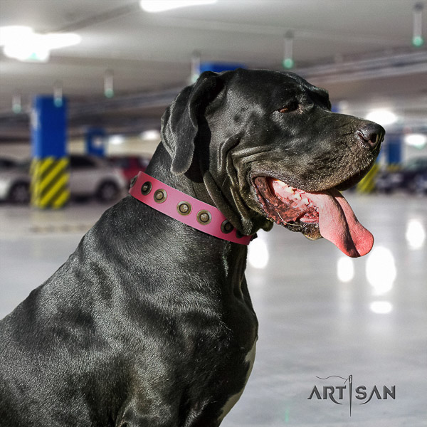 Great Dane comfortable wearing natural leather collar with embellishments for your doggie