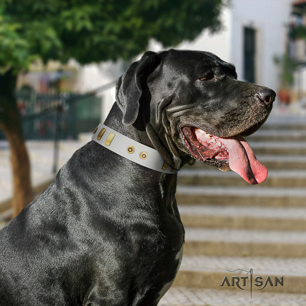 Great Dane fancy walking full grain genuine leather collar with studs for your dog