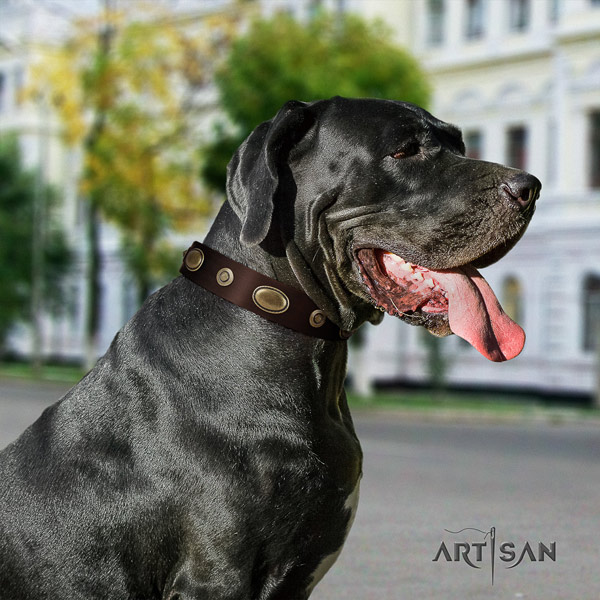 Great Dane top quality collar with trendy embellishments for your four-legged friend