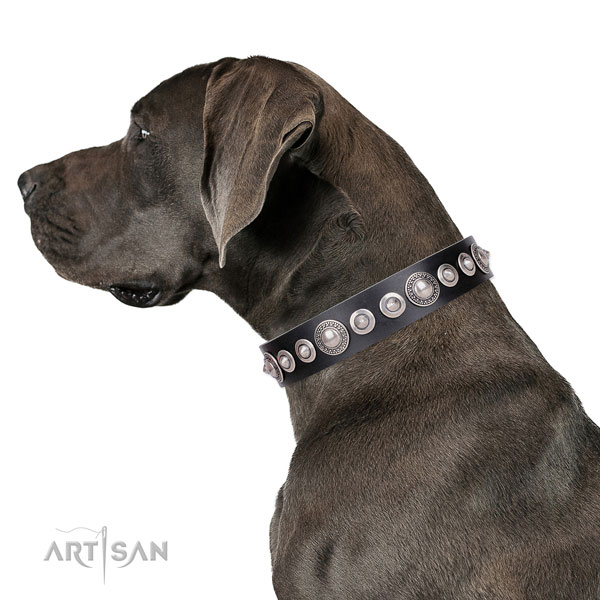 Great Dane adorned genuine leather dog collar for walking