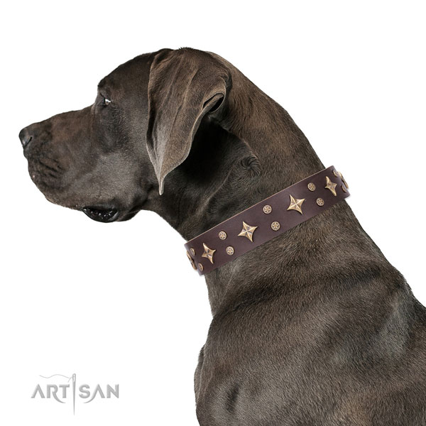 Great Dane top notch leather dog collar for walking