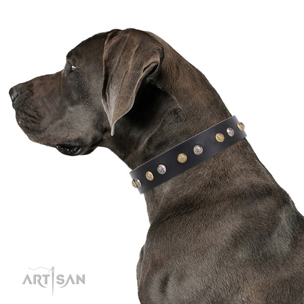 Great Dane studded leather dog collar for walking