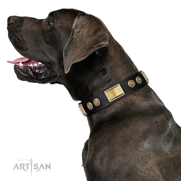 Great Dane top notch full grain genuine leather dog collar for basic training