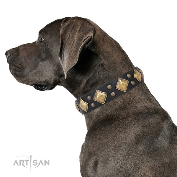 Great Dane easy wearing full grain leather dog collar for daily walking