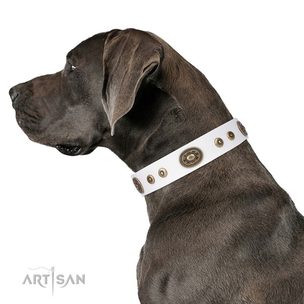 Great Dane stylish full grain genuine leather dog collar for comfy wearing