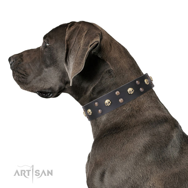 Great Dane trendy genuine leather dog collar for stylish walking