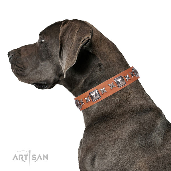 Great Dane trendy full grain leather dog collar for fancy walking