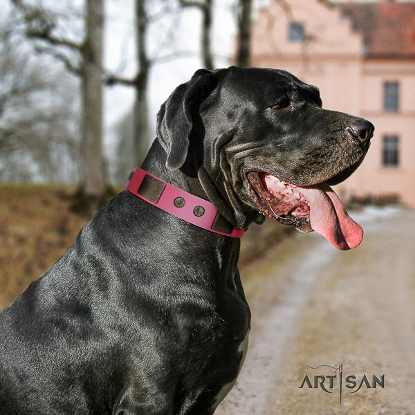 Great Dane comfortable wearing full grain natural leather collar for your impressive pet