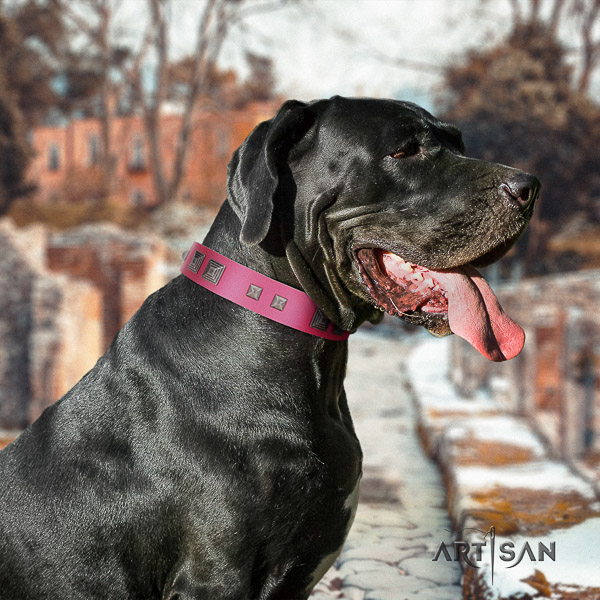 Great Dane fancy walking full grain natural leather collar with studs for your doggie
