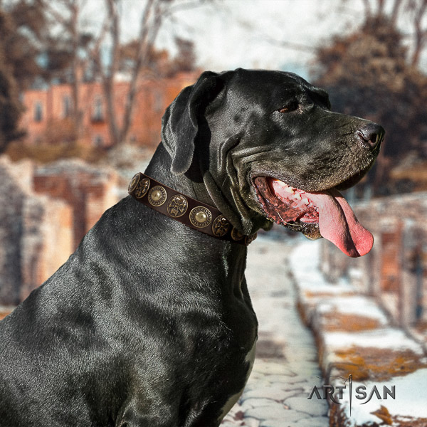 Great Dane comfy wearing full grain genuine leather collar for your stylish pet