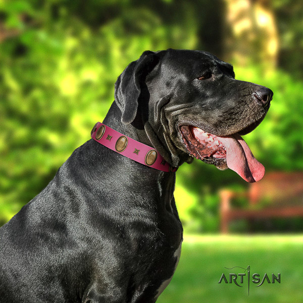 Great Dane comfy wearing natural leather collar with adornments for your dog