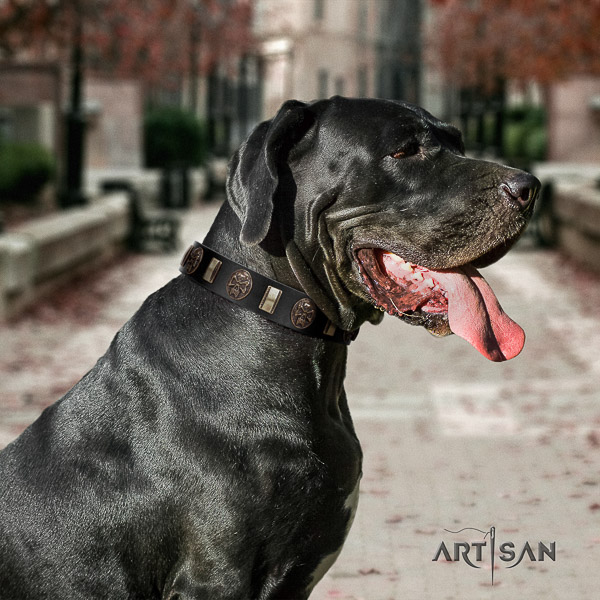Great Dane daily use natural leather collar with decorations for your doggie