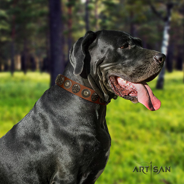 Great Dane easy wearing natural leather collar for your impressive doggie