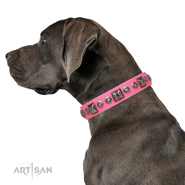 Great Dane studded natural genuine leather dog collar for walking