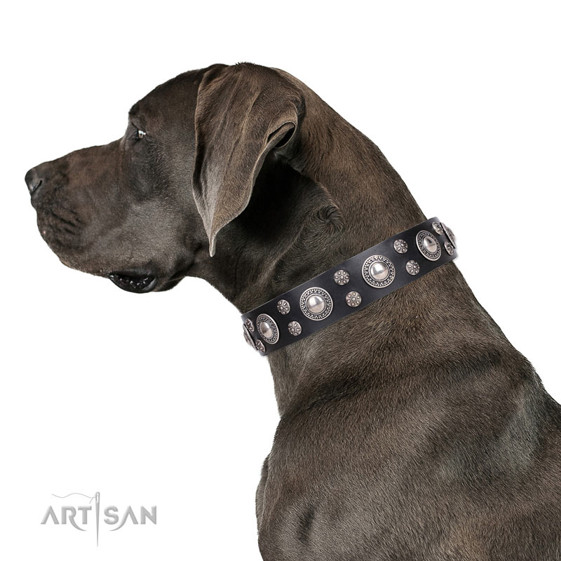 Great Dane exceptional natural genuine leather dog collar for stylish walking