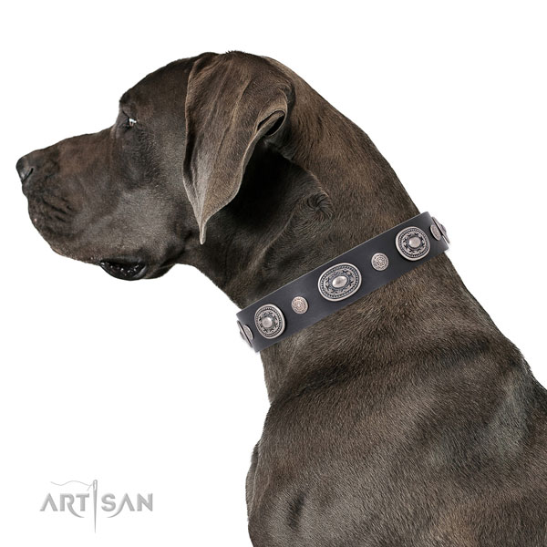 Great Dane embellished full grain genuine leather dog collar for handy use