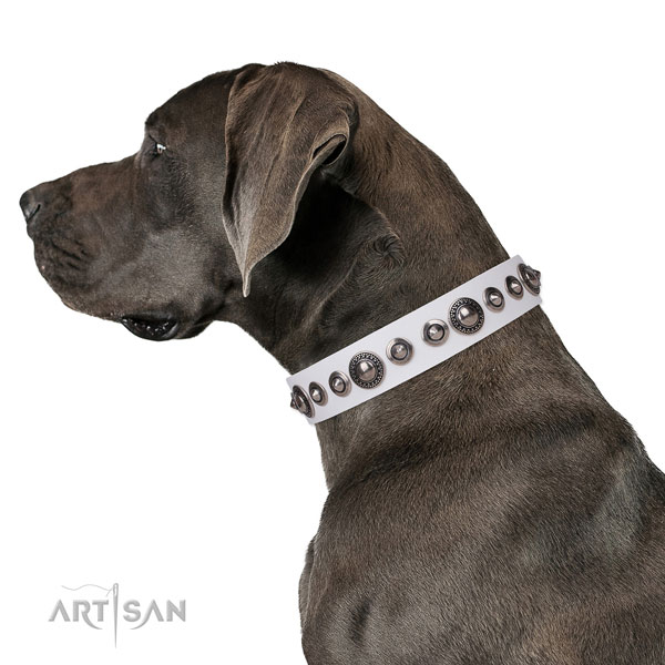 Great Dane inimitable full grain natural leather dog collar for basic training