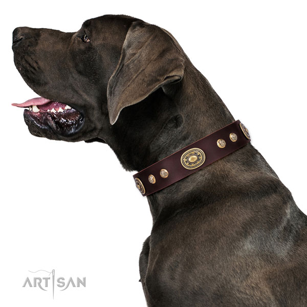 Great Dane adorned leather dog collar for daily use