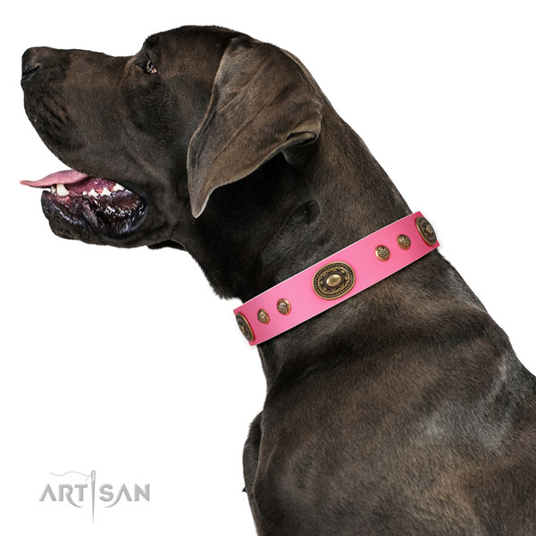 Great Dane fashionable full grain genuine leather dog collar for everyday walking