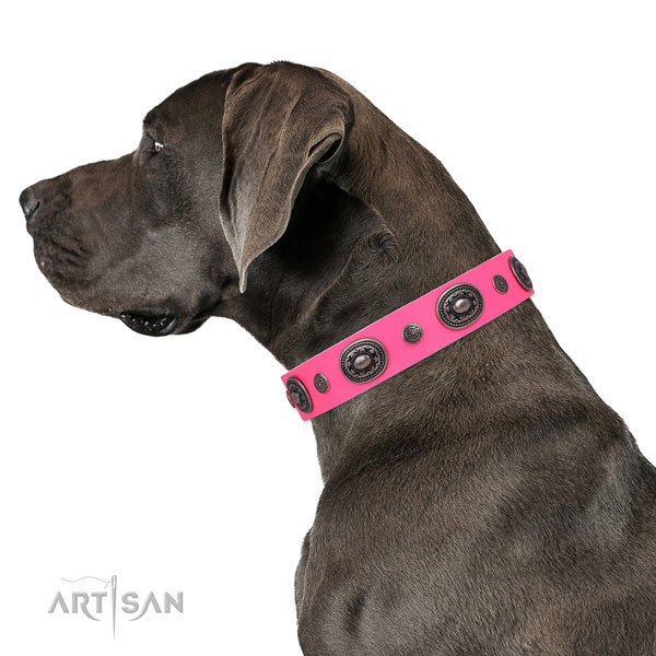 Great Dane trendy full grain natural leather dog collar for basic training