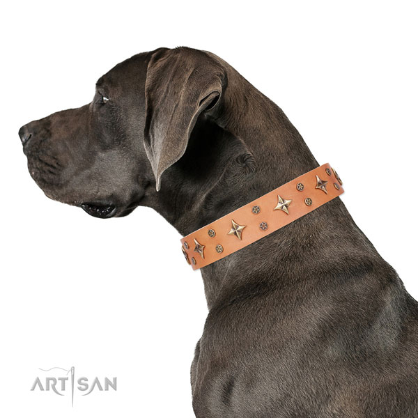 Great Dane adorned full grain genuine leather dog collar for basic training