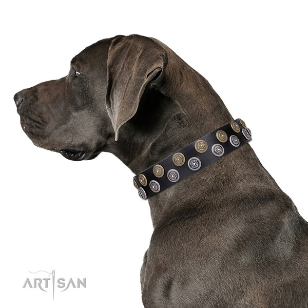 Great Dane embellished full grain genuine leather dog collar for fancy walking