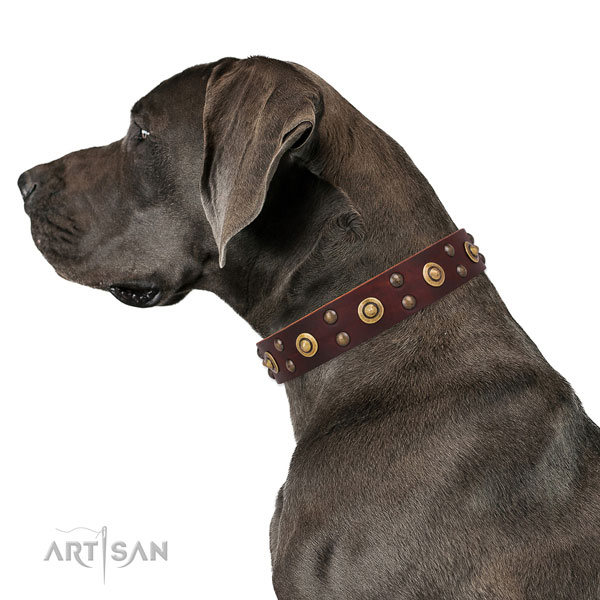 Great Dane comfortable full grain leather dog collar for daily use