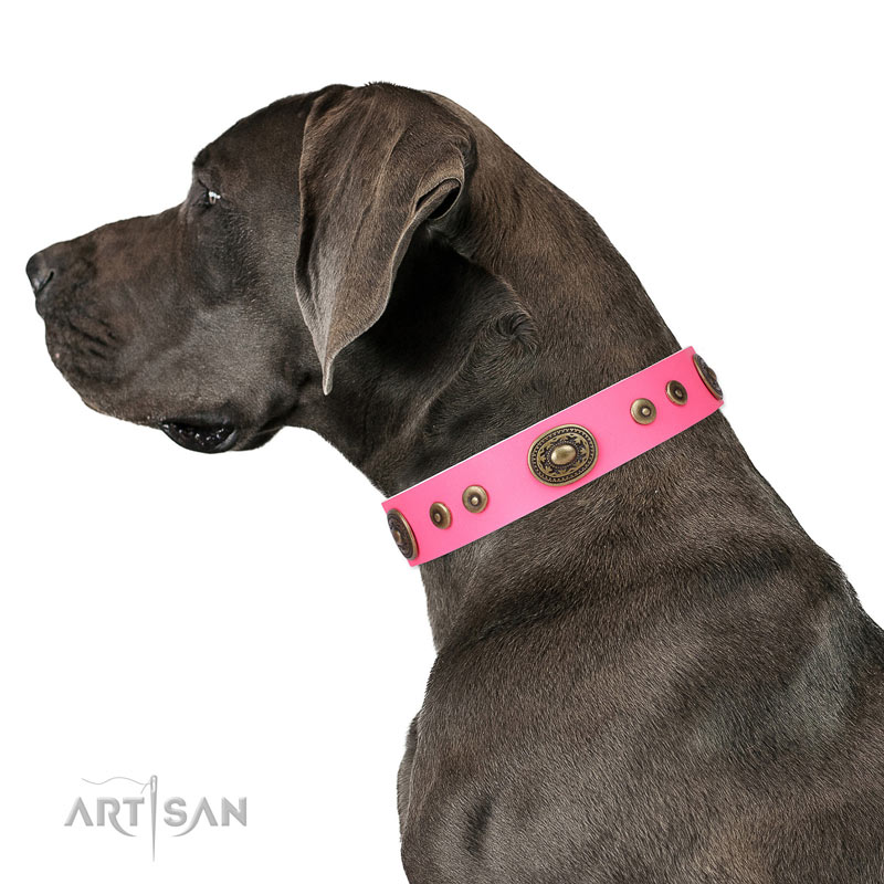 Great Dane studded full grain natural leather dog collar for daily use