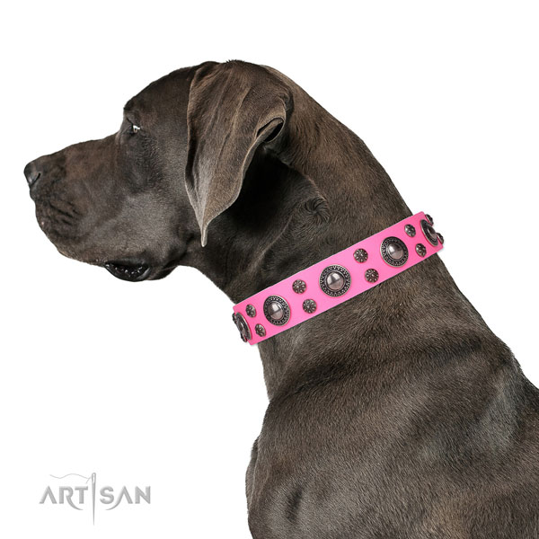 Great Dane stylish full grain natural leather dog collar for daily walking