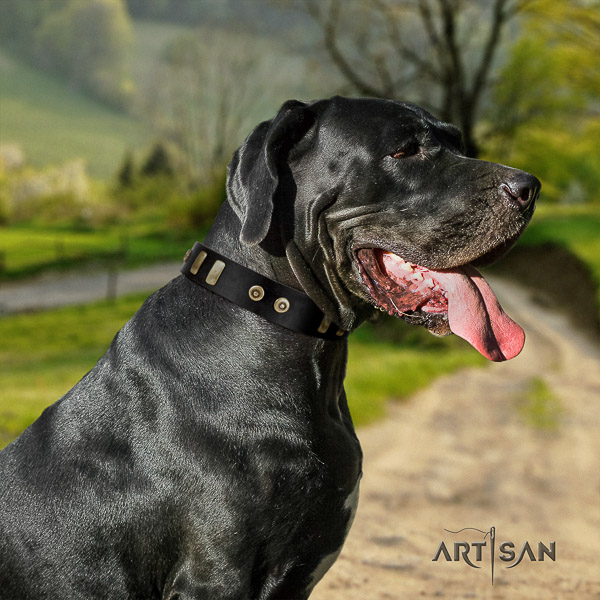 Great Dane handy use full grain genuine leather collar with studs for your canine