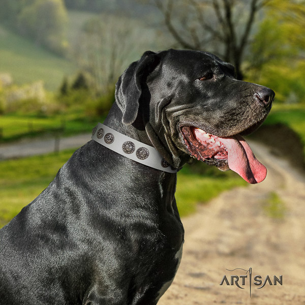 Great Dane walking full grain genuine leather collar with adornments for your pet