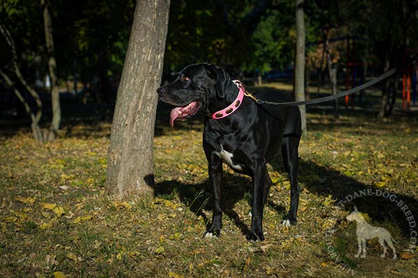 Great Dane pink leather collar easy-to-adjust with plates for stylish walks