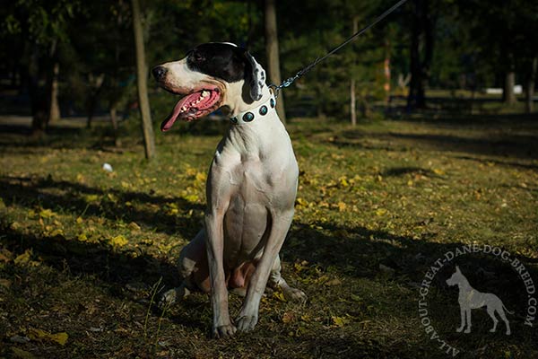 Great Dane white leather collar of genuine materials with plates daily-activity