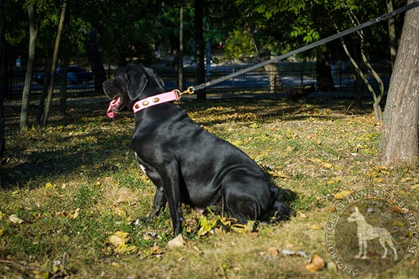 Great Dane pink leather collar with vintage with handset plates for daily activity