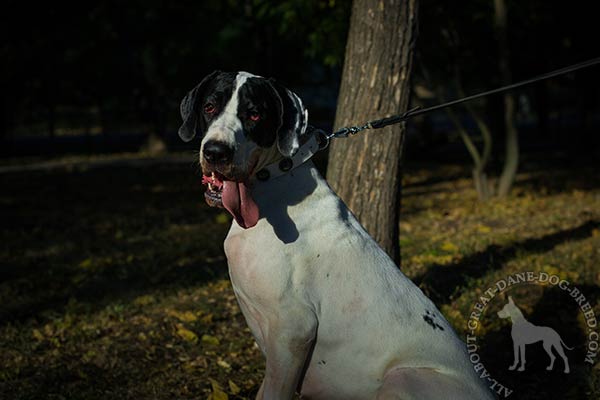 Great Dane white leather collar adjustable  decorated with plates for improved control