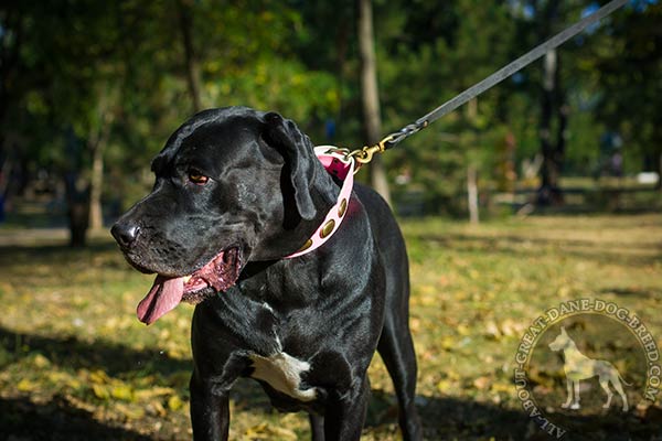 Great Dane pink leather collar with corrosion resistant plates for walking