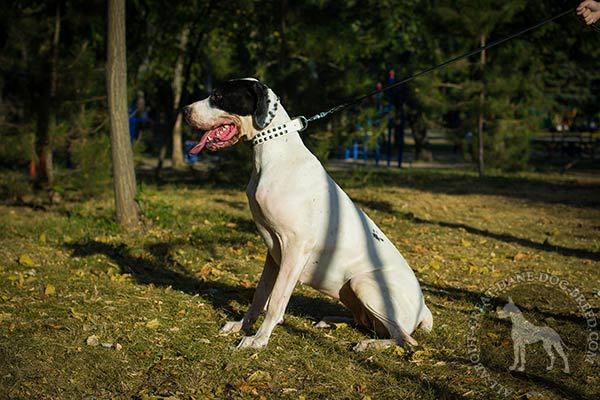 Great Dane white leather collar of high quality with studs daily-walks