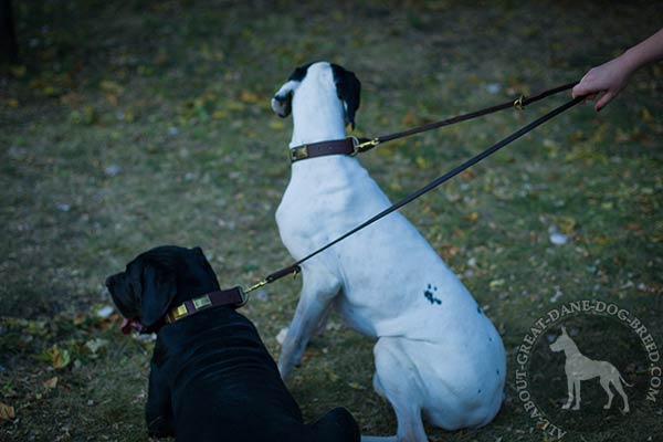 Great Dane brown leather collar with rust-resistant hardware for quality control