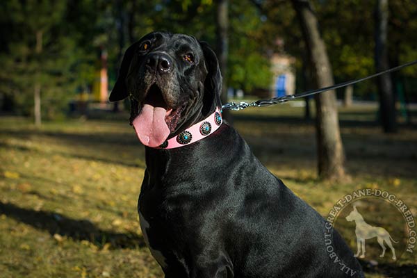 Great Dane pink leather collar of genuine materials decorated with plates for stylish walks