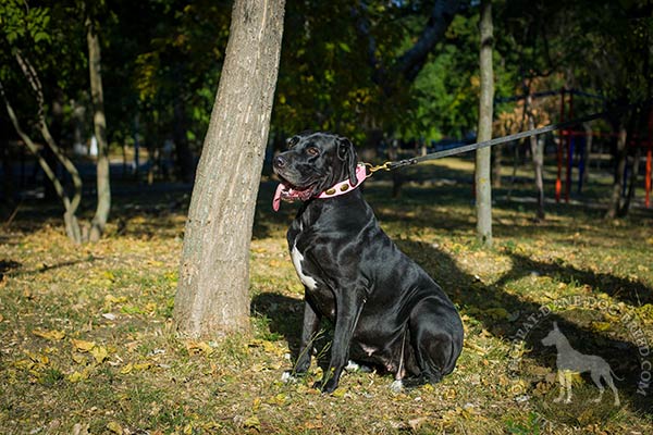 Great Dane pink leather collar of high quality with traditional buckle for any activity