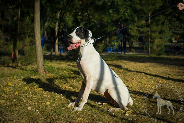 Great Dane white leather collar of genuine materials decorated with studs stylish-walks