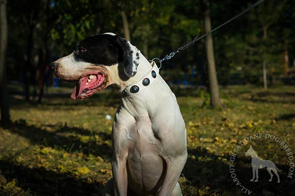 Great Dane white leather collar of high quality with traditional buckle stylish-walks