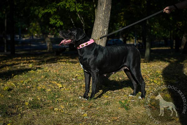 Great Dane pink leather collar of classy design adorned with plates for walking