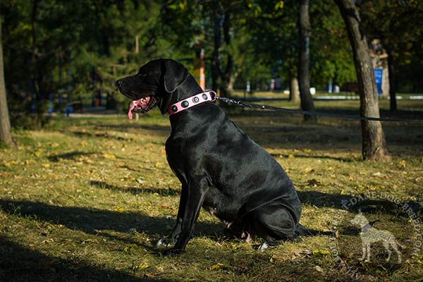 Great Dane pink leather collar of high quality with traditional buckle for better comfort