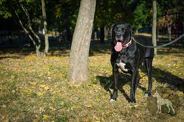 Great Dane pink leather collar of genuine materials decorated with plates for daily walks