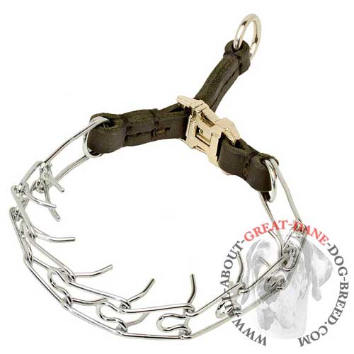 Great Dane pinch collar for behavior correction