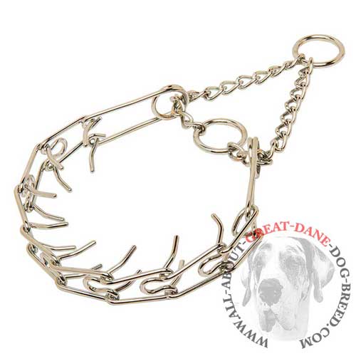 Chrome plated prong collar for Great Dane