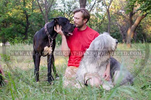 Great Dane pinch collar for walking